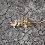 European drought dries up rivers, kills fish, shrivels crops